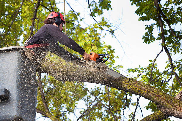 Best Firewood Processing and Delivery  in East Quogue, NY