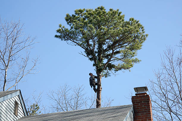 How Our Tree Care Process Works  in  East Quogue, NY